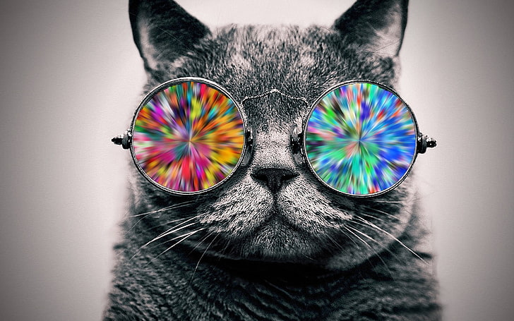 gatto grigio che indossa occhiali da sole multicolori carta da parati, gatto, occhiali, animali, colorazione selettiva, arte digitale, Sfondo HD