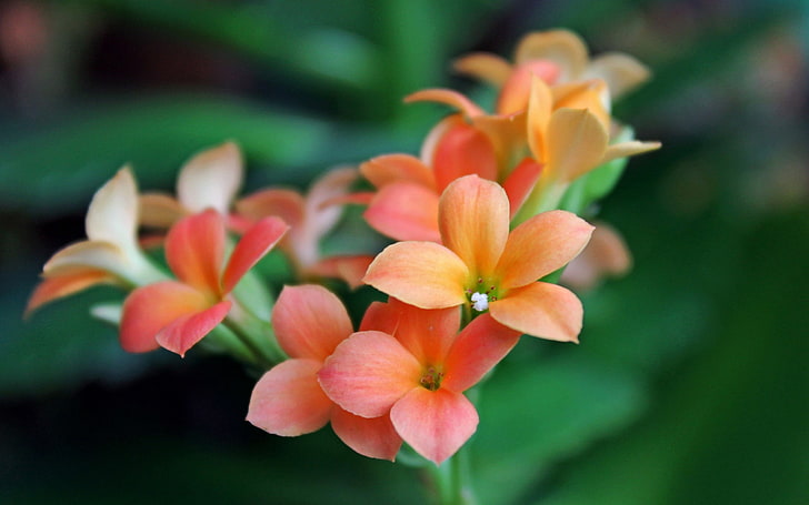 flor de pétalas de laranja, folhas, pétalas, flores, linda, grama, HD papel de parede