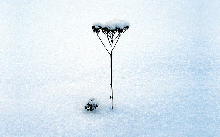 plant covered with snow, blade, stalk, snow, winter, inflorescence, dry, HD wallpaper