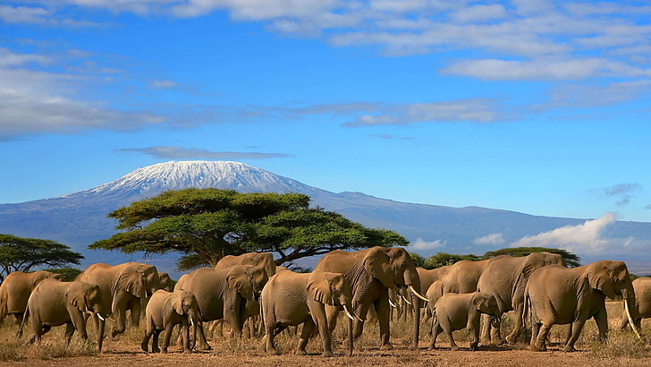 elephants, kenya, migration, mountain, tagme, tree, HD wallpaper