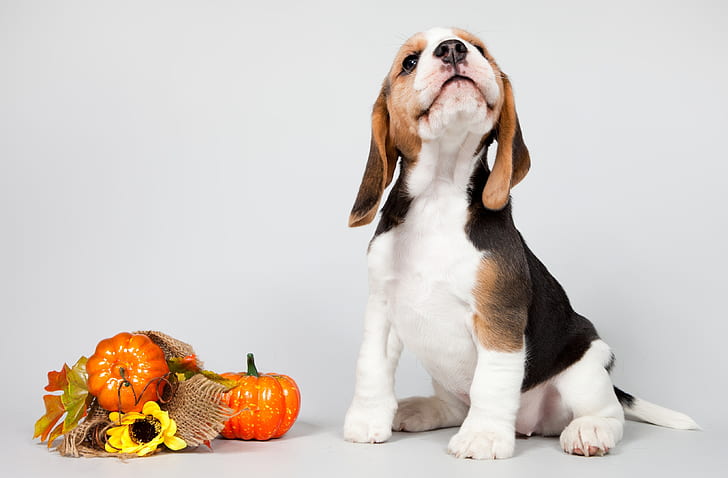 puppy, pumpkin, breed, Beagle, HD wallpaper
