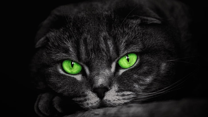 occhi verdi, gatto, verde, barba, viso, mammifero, occhi, naso, da vicino, Sfondo HD