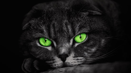 عيون خضراء ، قطة ، خضراء ، شعيرات ، وجه ، ثديي ، عيون ، أنف ، عن قرب، خلفية HD HD wallpaper