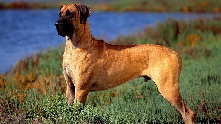 animales perros mastín canino gran danés 1920x1080 Animales Perros Arte HD, animales, perros, Fondo de pantalla HD