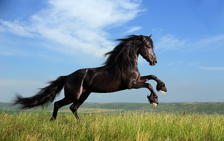 коричневый и черный конь, конь, трава, прыжок, небо, HD обои