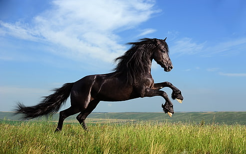 茶色と黒の馬、馬、草、ジャンプ、空、 HDデスクトップの壁紙 HD wallpaper