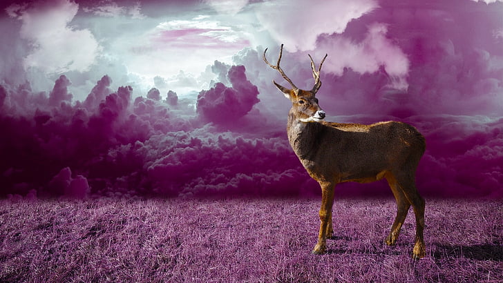 紫の風景、紫の雲、ファンタジーアート、ファンタジーの風景、動物、野生動物、鹿、紫、枝角、紫のフィールド、 HDデスクトップの壁紙