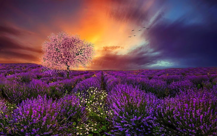 bidang, lavender, Wallpaper HD