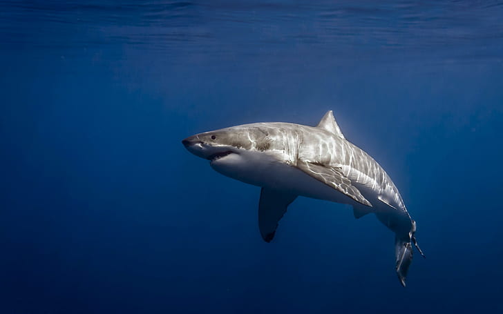 страхотна, акула, под вода, бяла, HD тапет