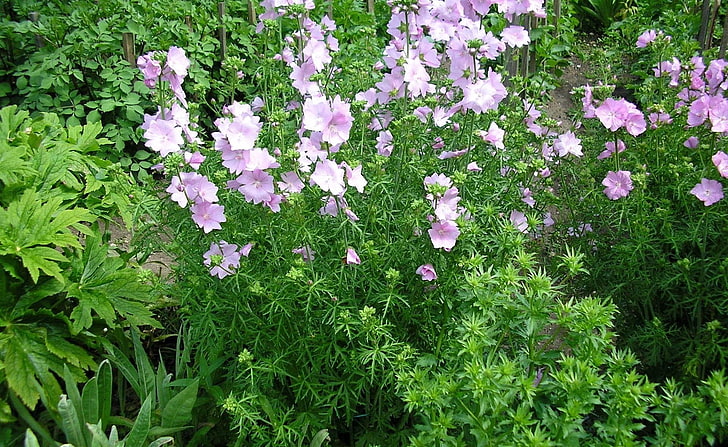 purple cluster-petaled flowers, flowers, pink, green, flowerbed, HD wallpaper