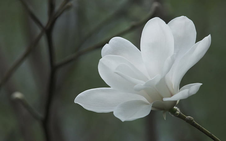 *** White Magnolia Flower **8, natura, magnolia, biala, kwiaty, nature and landscapes, HD wallpaper