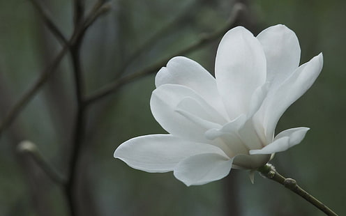 *** Flor de magnolia blanca ** 8, natura, magnolia, biala, kwiaty, naturaleza y paisajes, Fondo de pantalla HD HD wallpaper