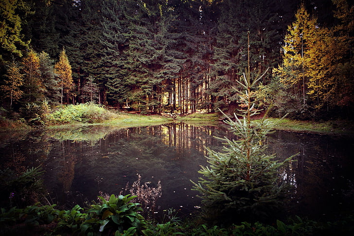 pohon hijau, danau, hutan, Wallpaper HD