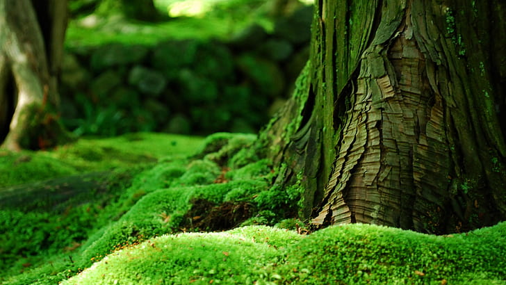 zielony, zielona przyroda, las, omszały, las, mech, drzewo, Tapety HD