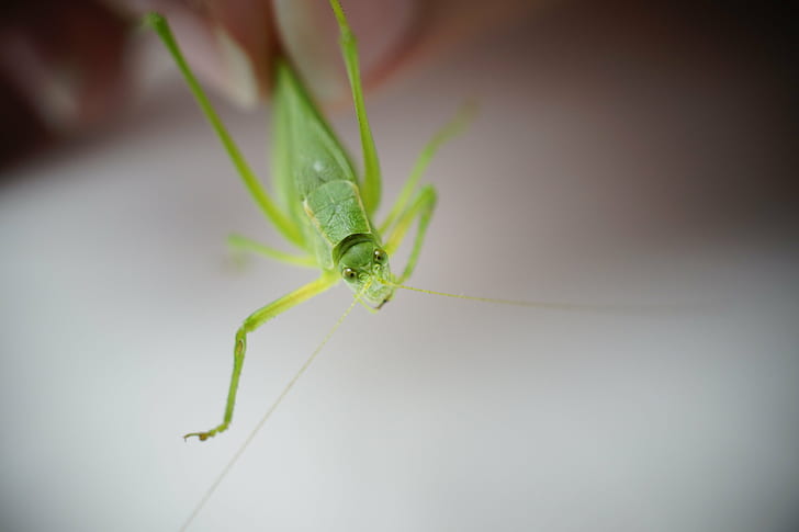 зеленый katydid в селективном фокусе фотографии, katydid, фотографии, зеленый, выборочный фокус, фотография, насекомые, насекомое, кузнечик, природа, животное, саранча, крупный план, макрос, живая природа, крикет, вредитель, беспозвоночные, HD обои