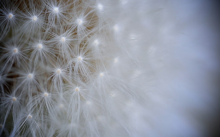 dandelion putih, biji, dandelion, cahaya, bunga, Wallpaper HD