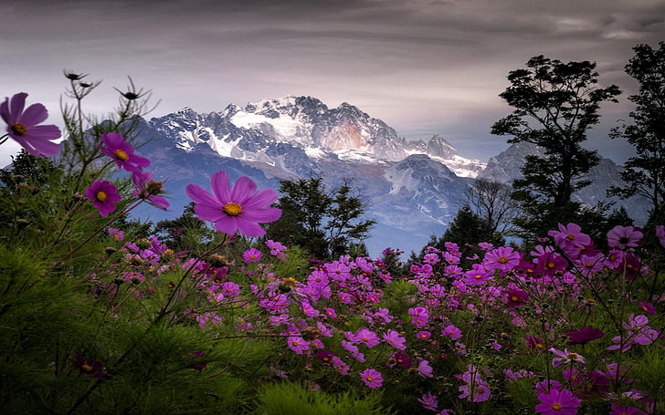 flores de color rosa aster, paisaje, naturaleza, primavera, montañas, flores silvestres, árboles, pico nevado, arbustos, nubes, China, Fondo de pantalla HD