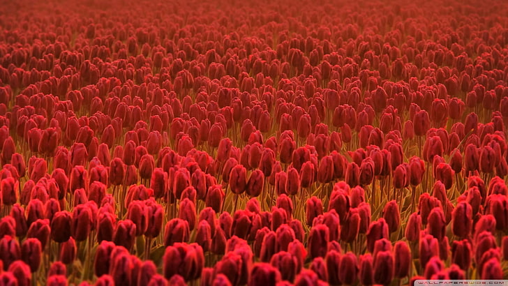 빨간 튤립 꽃, 꽃, 튤립, 붉은 꽃의 침대, HD 배경 화면