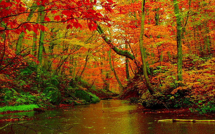 Autumn Forest River Desktop Background Wallpaper Hd 1560, Wallpaper HD