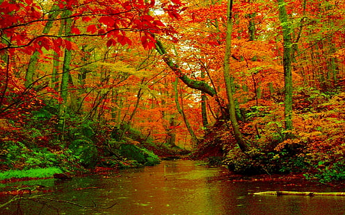 가을 숲 강 바탕 화면 배경 Hd 배경 화면 1560, HD 배경 화면 HD wallpaper