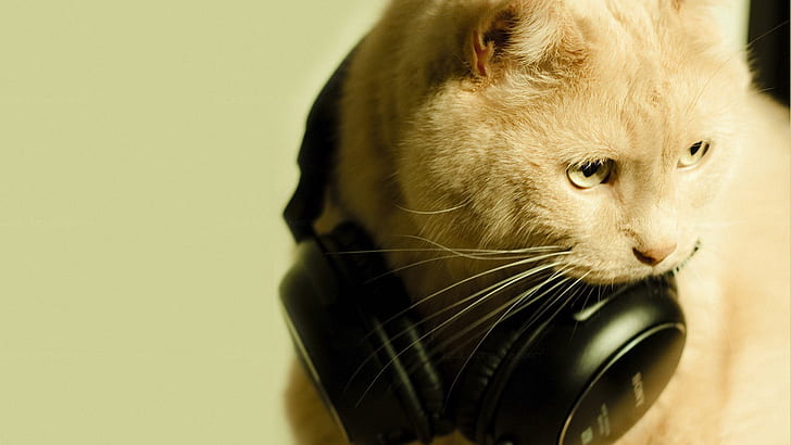 Cat with Headphones HD, cat, headphones, HD wallpaper