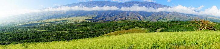 ハワイ、マウイ、熱帯林、熱帯、ヤシの木、ビーチ、 HDデスクトップの壁紙