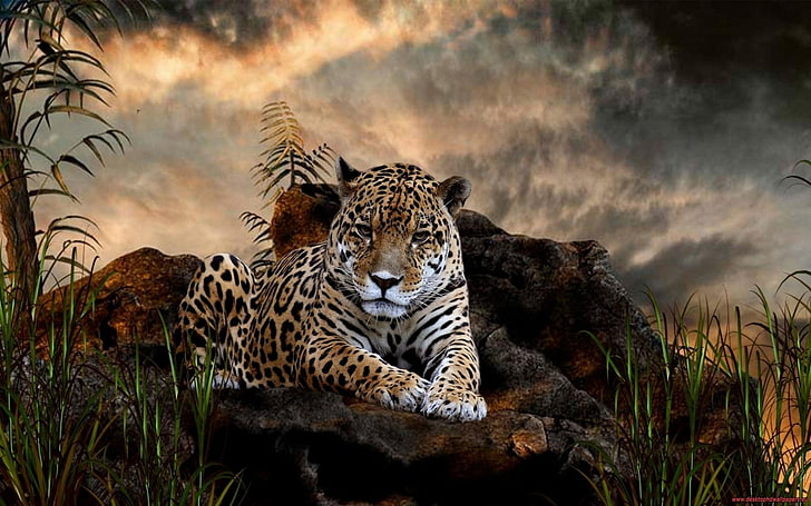 jaguars, animals, big cats, HD wallpaper
