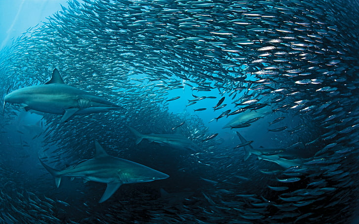 Destop fondo hermoso mundo submarino con tiburones y peces sardinas, Fondo de pantalla HD