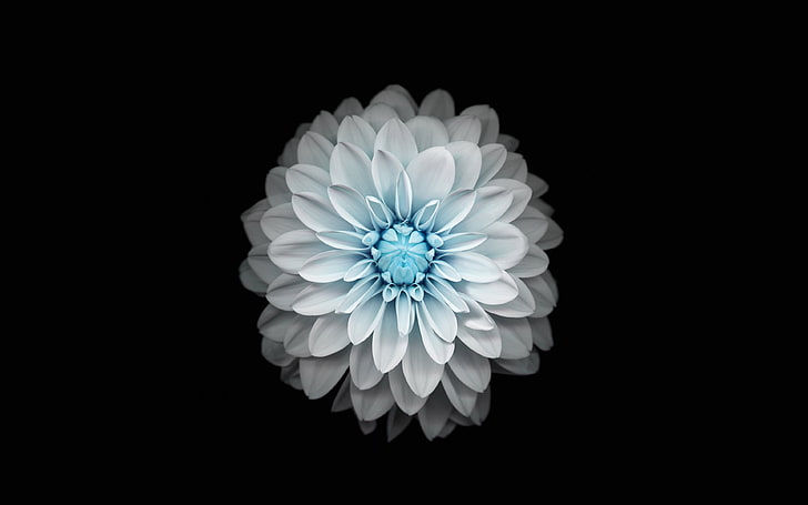 Blue lotus flower-Apple iOS8 iPhone6 Plus HD Wallp.., blue Dahlia flower, HD  wallpaper | Wallpaperbetter