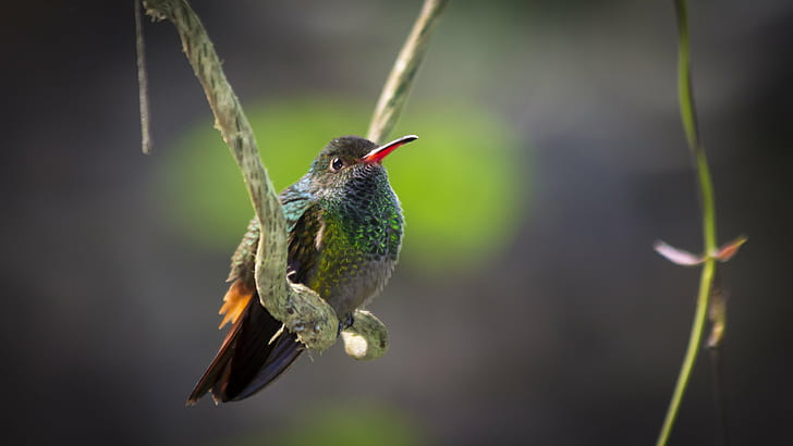 selektiv inriktning naturfotografering av långnäbbfågel som sitter på gren, kolibri, kolibri, kolibri, fågel, djurliv, natur, djur, svävar, skimrande, näbb, flygande, HD tapet