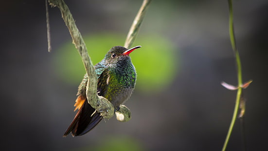 selective focus wildlife photography of long-beak bird perching on branch, hummingbird, hummingbird, hummingbird, bird, wildlife, nature, animal, hovering, iridescent, beak, flying, HD wallpaper HD wallpaper