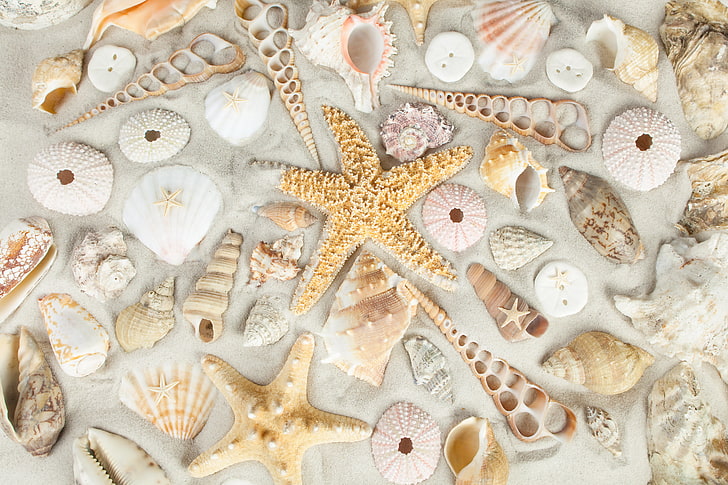 lot de coquillages, sable, plage, coquille, étoile de mer, coquillages, Fond d'écran HD
