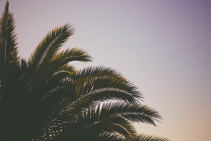 пальма, пальма, ветки, небо, HD обои