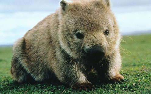 brązowy gryzoń, zwierzę, wombat, Tapety HD HD wallpaper