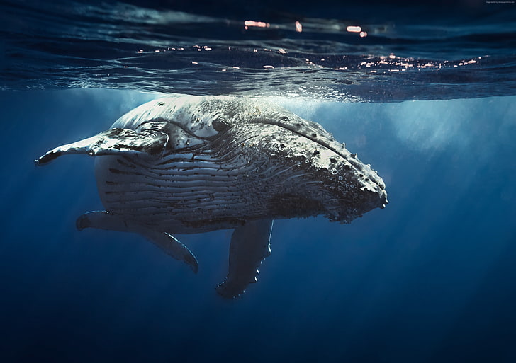 Whale, 4K, Underwater, Sfondo HD