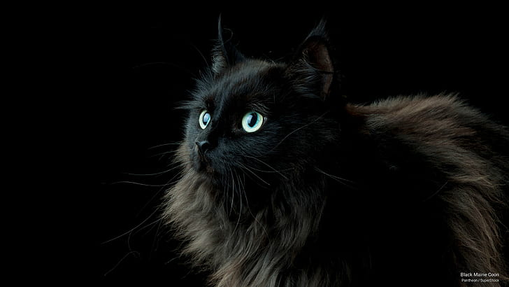 Schwarzer Maine-Waschbär, Katzen, HD-Hintergrundbild