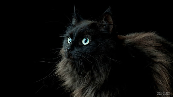 Siyah Maine Coon, Kediler, HD masaüstü duvar kağıdı HD wallpaper
