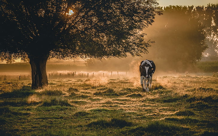 Paisaje de la mañana, niebla, vaca, vaca blanca y negra, mañana, paisaje, niebla, vaca, Fondo de pantalla HD