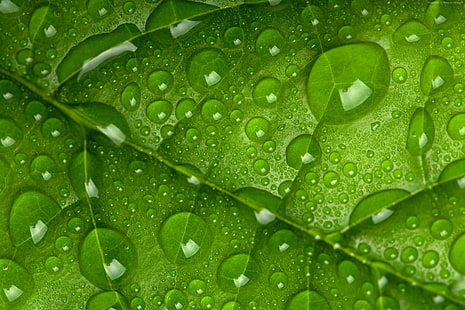 zielony, krople, liść, 4k, Tapety HD HD wallpaper