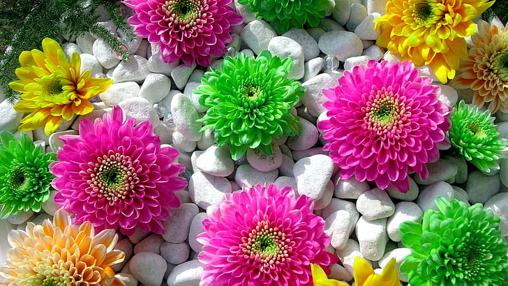 green, pink, and yellow flowers, flowers, plants, colorful, stones, HD wallpaper