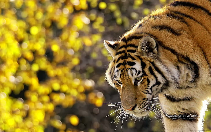 Lindo tigre, lindo, tigre, tigres, HD papel de parede