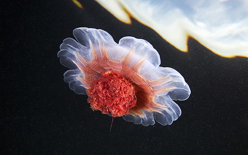 meduza, życie morskie, podwodne, zwierzęta, Tapety HD HD wallpaper