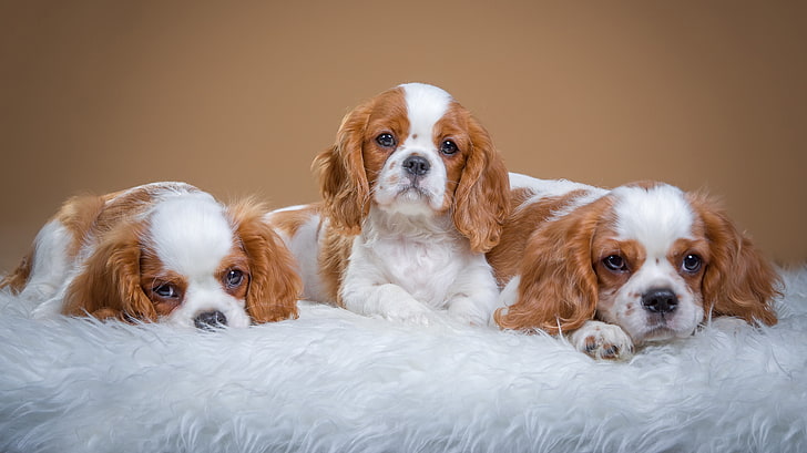 three Cavaliers King Spaniel puppies, dogs, background, puppies, fur, photoshoot, lie, faces, Trinity, the cavalier king Charles Spaniel, mils, HD wallpaper