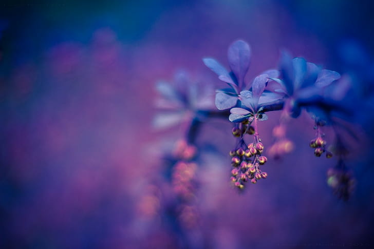 การถ่ายภาพมีสีสันมาโครดอกไม้สีม่วง, วอลล์เปเปอร์ HD
