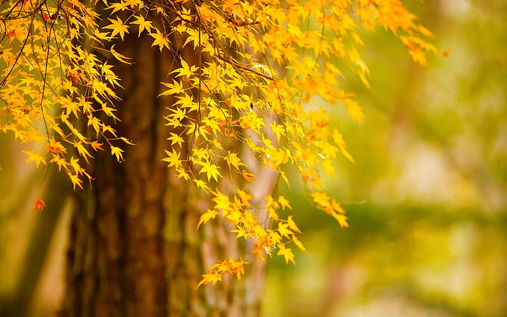 Есенно дърво жълти листа, природа пейзаж, жълти и оранжеви листа, есен, дърво, жълто, листа, природа, пейзаж, HD тапет