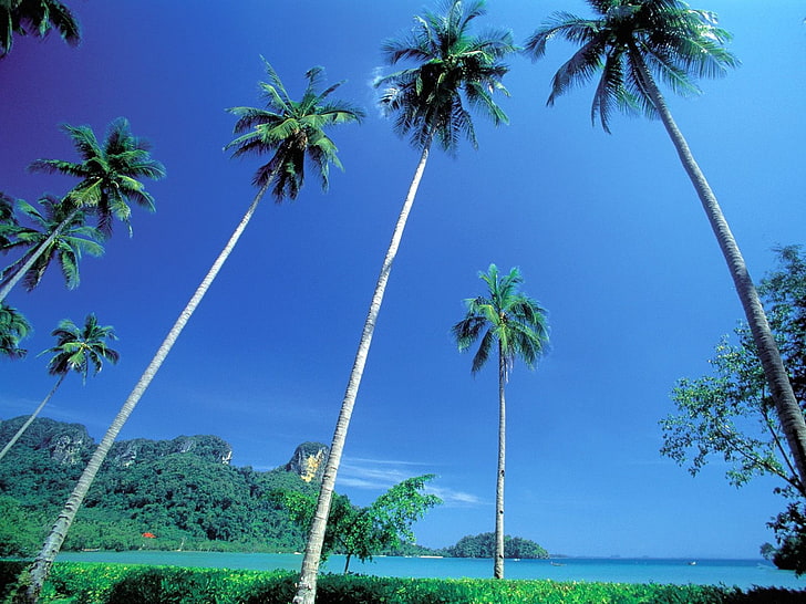manzara, palmiye ağaçları, tropikal, solucan bakışı, tropik ada, HD masaüstü duvar kağıdı