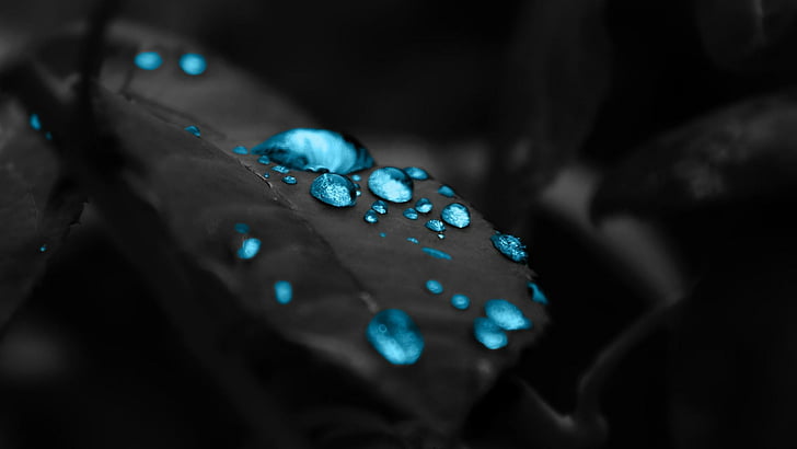 leaf, drops, water drops, darkness, monochrome, blue drops, black leaf, HD wallpaper