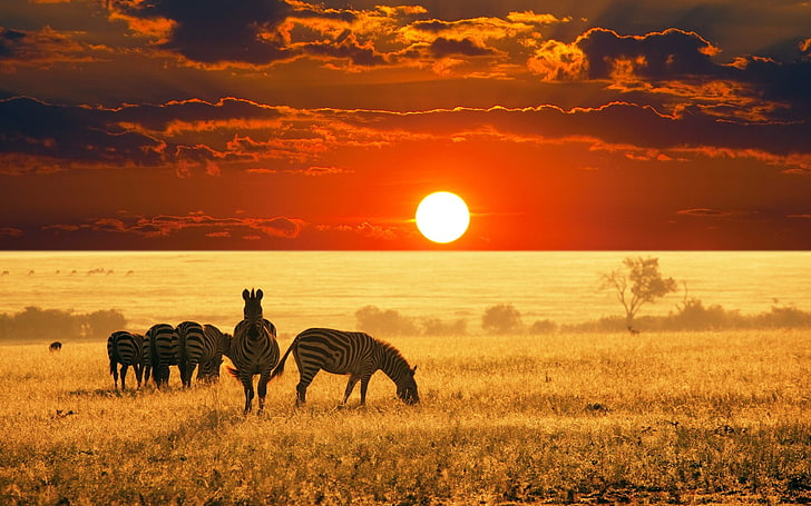 стадо зебра, животни, Африка, зебри, залез, небе, пейзаж, слънце, природа, фотография, савана, HD тапет