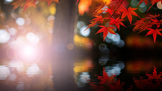 hojas de arce naranja, sin título, naturaleza, árboles, hojas, bokeh, hojas de arce, luces, otoño, agua, Fondo de pantalla HD HD wallpaper