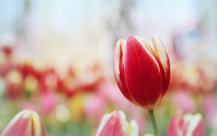 Saya berharap untuk awal-Fotografi Musim Semi Wallpaper, bunga tulip merah muda, Wallpaper HD
